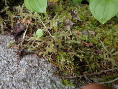 Rhytidiadelphus loreus