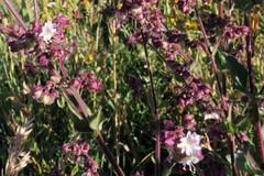 Mirabilis hirsuta