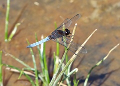 Erythrodiplax connata