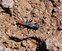 Sphecinae