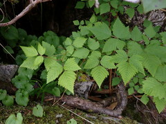 Rubus spectabilis