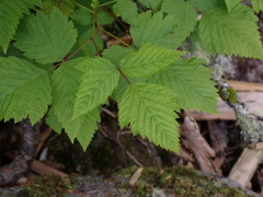 Rubus spectabilis