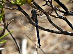 Rhionaeschna variegata