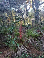 Tillandsia guatemalensis