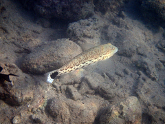 Parapercis hexophtalma