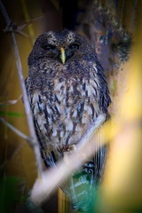 Strix virgata