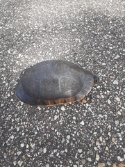 Deirochelys reticularia