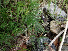 Conioselinum gmelinii
