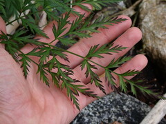 Conioselinum gmelinii