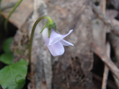 Viola sieberiana