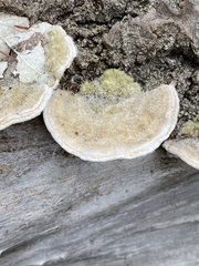 Trametes hirsuta