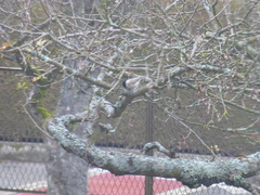 Poecile palustris