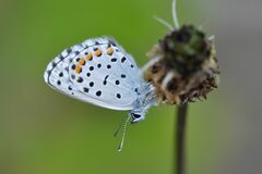 Pseudophilotes baton