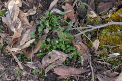 Viola sieberiana