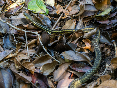 Eastern Madagascar Water Snake