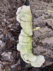 Trametes hirsuta