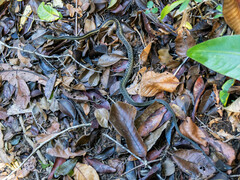 Thamnosophis epistibes