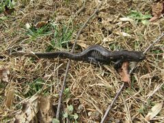 Ambystoma jeffersonianum
