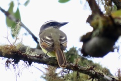 Myiodynastes hemichrysus