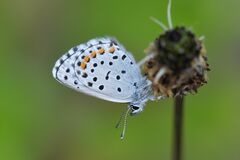 Pseudophilotes baton