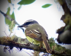 Myiodynastes hemichrysus