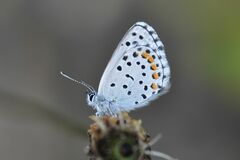 Pseudophilotes baton