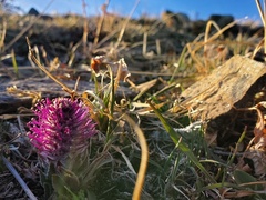 Veronica wyomingensis
