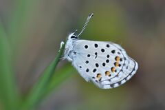 Pseudophilotes baton