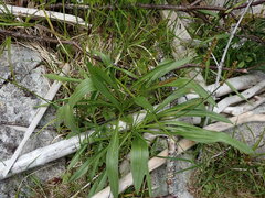 Plantago macrocarpa