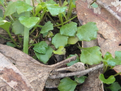 Viola sieberiana