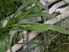 Plantago macrocarpa