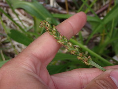 Plantago macrocarpa