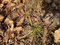 Dichanthelium laxiflorum