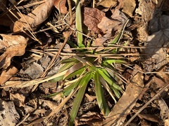 Dichanthelium laxiflorum