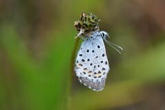 Pseudophilotes baton