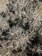 Cylindropuntia whipplei