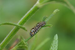 Melitaea didyma
