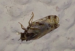 Tachycixius desertorum