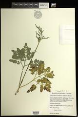 Sceptridium oneidense