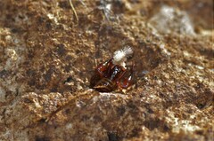 Neobisium