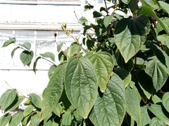 Philadelphus
