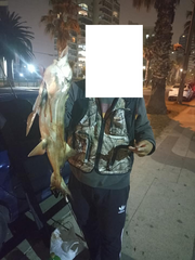 Callorhinchus callorynchus