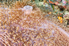 Heteractis magnifica