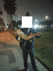 Callorhinchus callorynchus