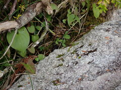 Trifolium wormskioldii