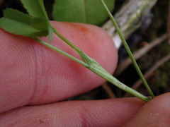 Trifolium wormskioldii