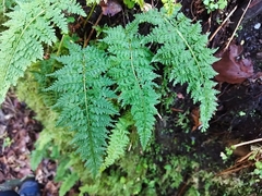 Cystopteris diaphana