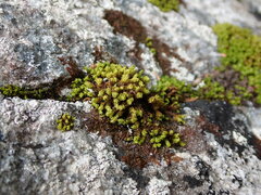 Plenogemma phyllantha