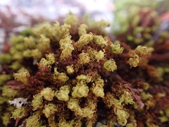 Plenogemma phyllantha