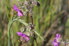 Mirabilis hirsuta